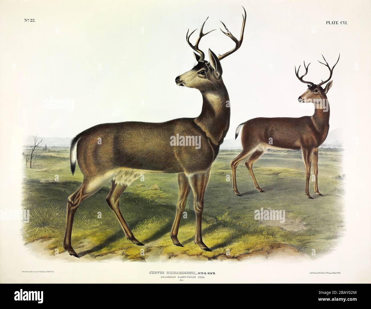 Plate 106 Columbian Black-tailed Deer from The Viviparous Quadrupeds of North America John James Audubon Very high resolution and quality edited image Stock Photo