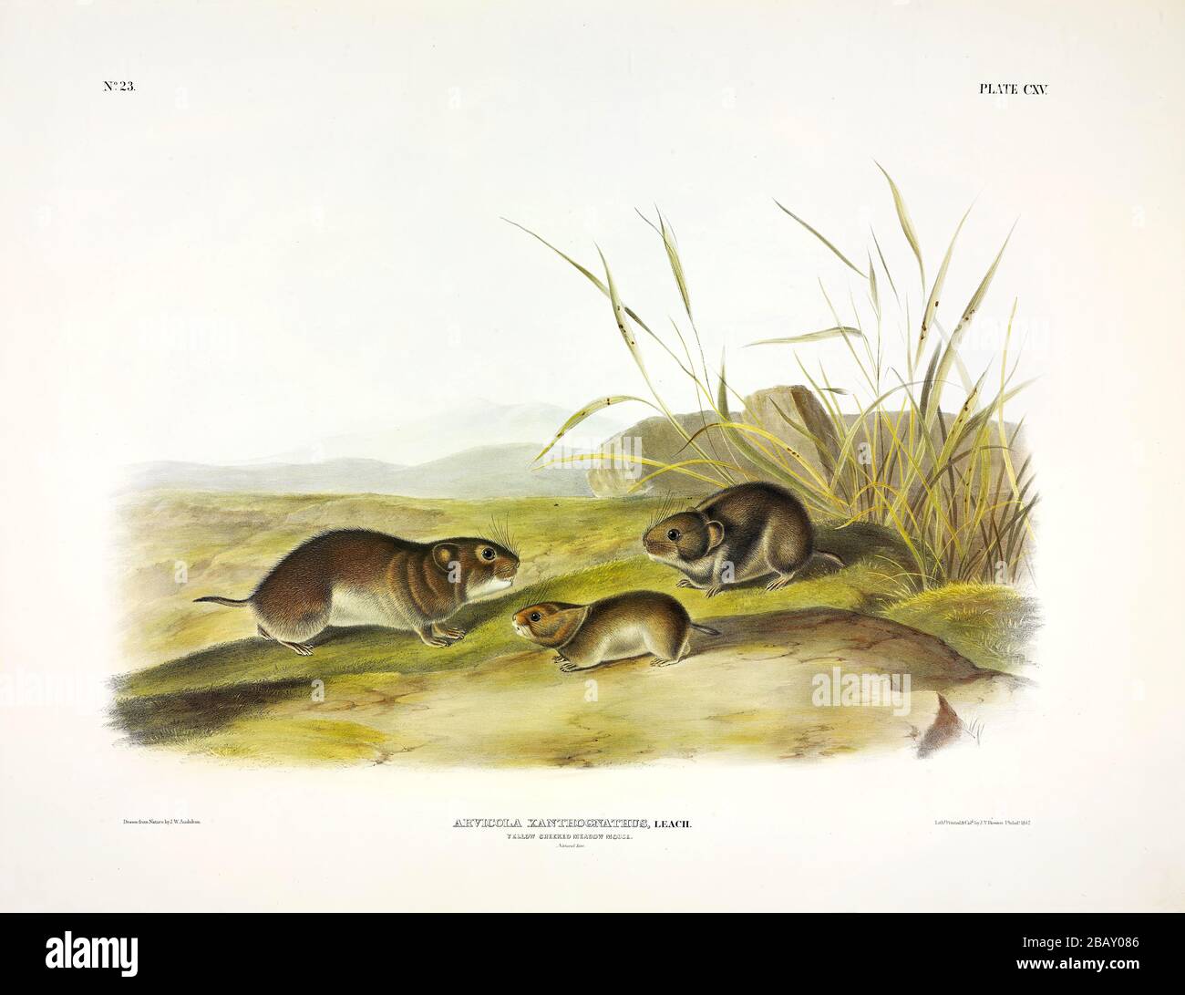 Plate 115 Yellow-cheeked Meadow-Mouse (Taiga vole) The Viviparous Quadrupeds of North America, John James Audubon, Very high resolution quality image Stock Photo