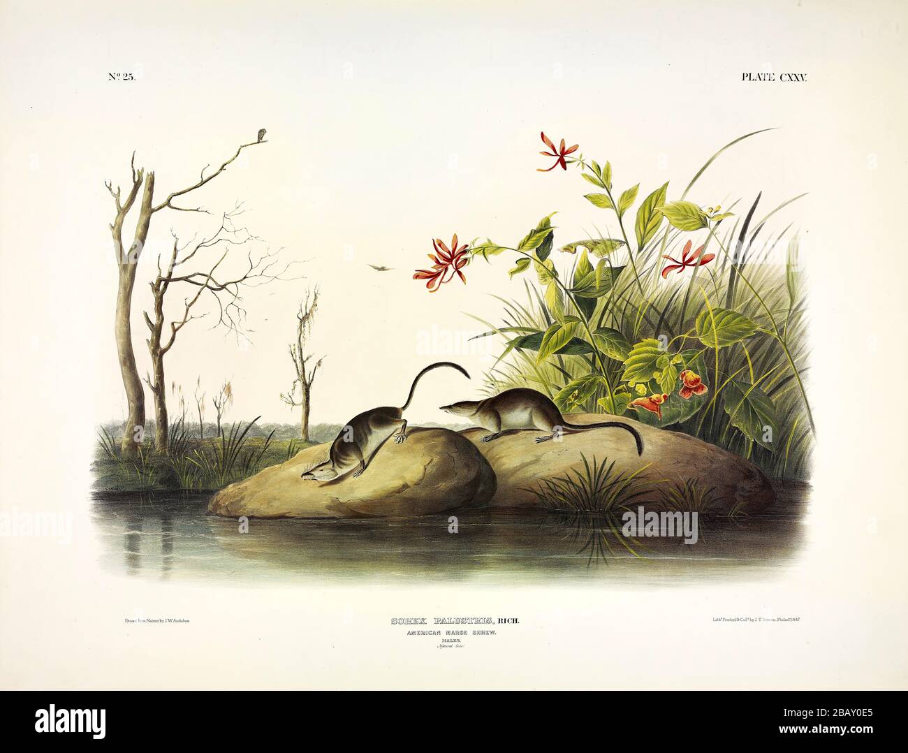 Plate 125 American Marsh-Shrew (Water Shrew) The Viviparous Quadrupeds of North America, John James Audubon, Very high resolution quality edited image Stock Photo