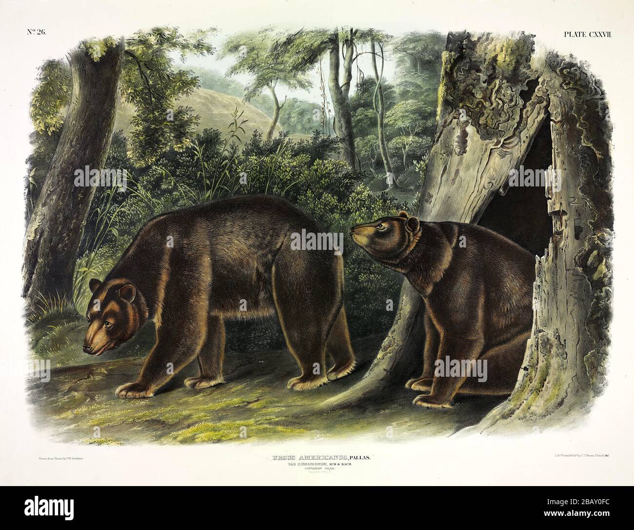 Plate 127 Cinnamon Bear (Ursus Americanus} The Viviparous Quadrupeds of North America, John James Audubon, Very high resolution quality edited image Stock Photo