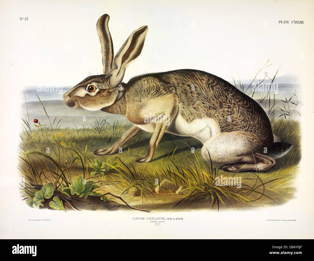 Plate 133 Texian Hare (Lepus Texianus) (Black-tailed Jack Rabbit) The Viviparous Quadrupeds of North America John James Audubon, High resolution image Stock Photo