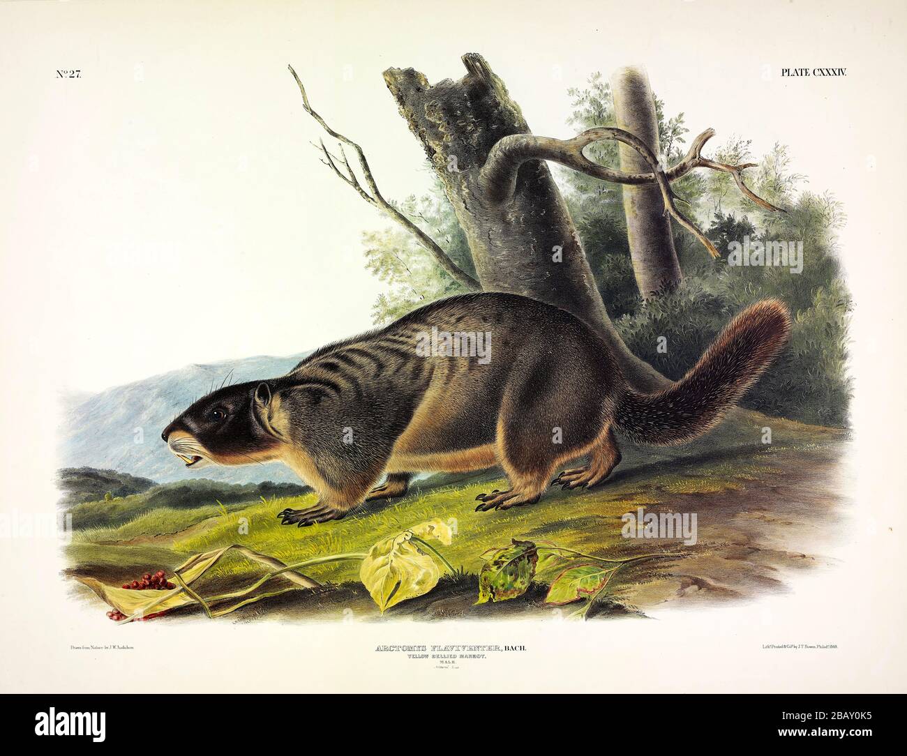 Plate 134 Yellow-bellied Marmot from The Viviparous Quadrupeds of North America, John James Audubon, Very high resolution and quality edited image Stock Photo