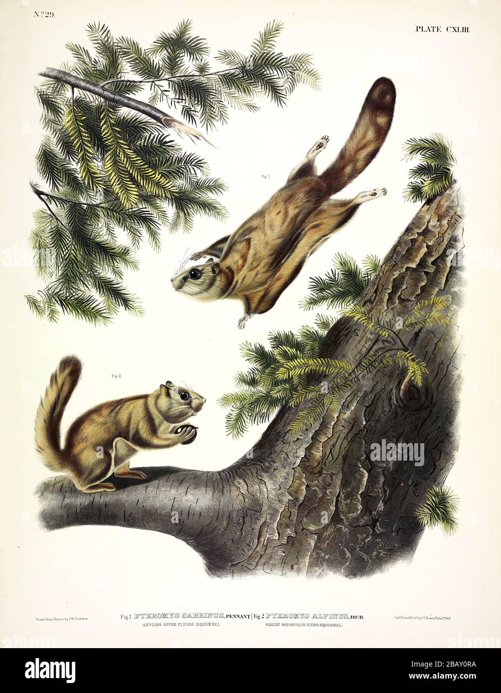 Plate 143 Fig. 1. Severn-River Flying Squirrel, Rocky Mountain Flying Squirrel from The Viviparous Quadrupeds of North America, John James Audubon Stock Photo
