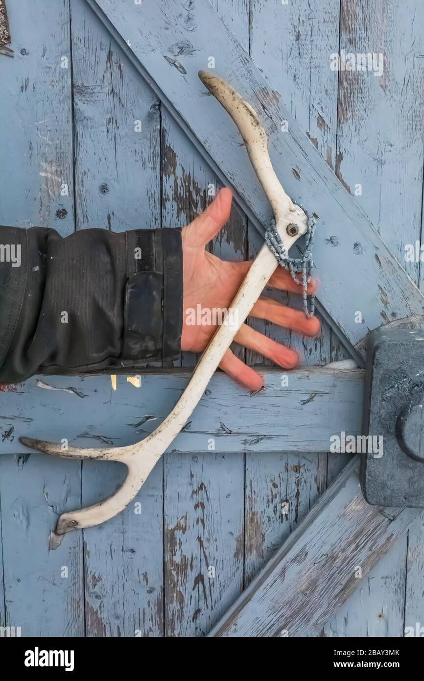 Caribou antler handle on shed door at the home of Desmond Adams in Joe Batt's Arm on Fogo Island, Newfoundland, Canada [No property release; available Stock Photo
