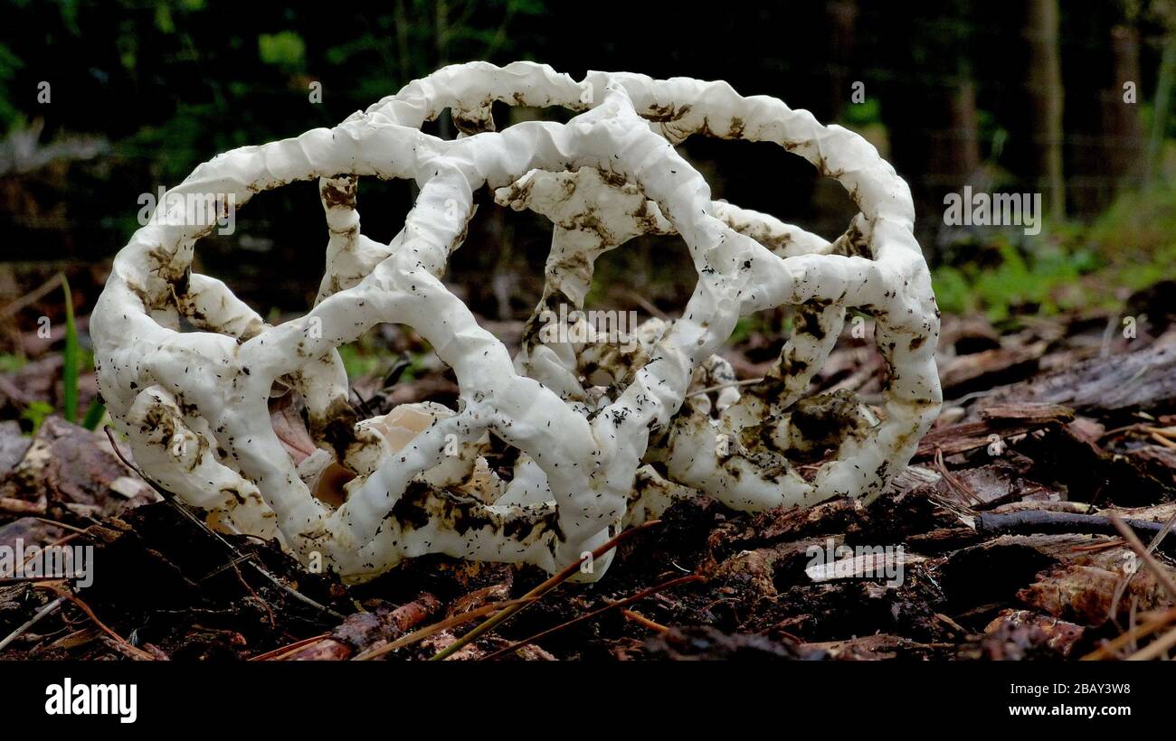 Interlaced fungi hires stock photography and images Alamy