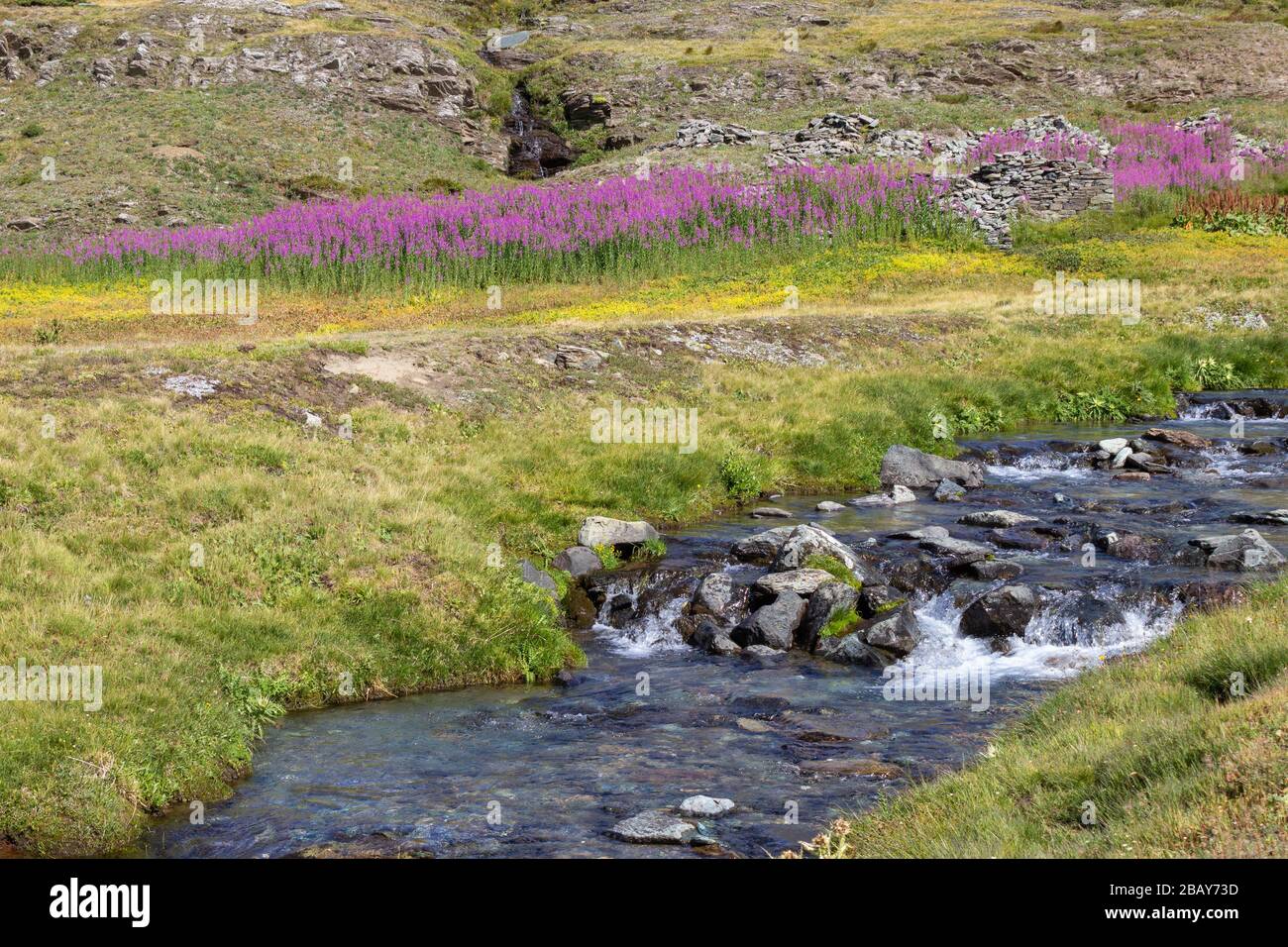 Hiking trail in Aosta valley. Blooming Chamaenerion angustifolium in the background and a wild mountain stream in the foreground. Stock Photo