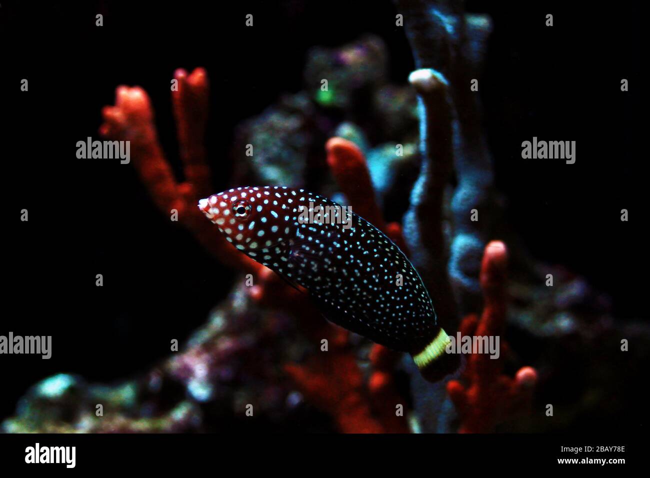 White spotted saltwater wrasse fish - Melanurus Anampses Stock Photo