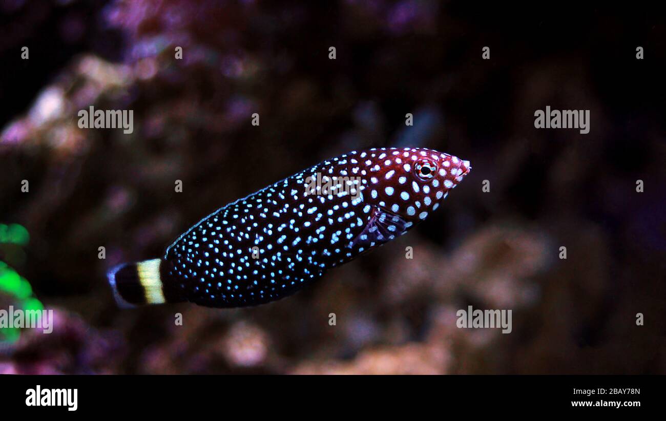White spotted saltwater wrasse fish - Melanurus Anampses Stock Photo
