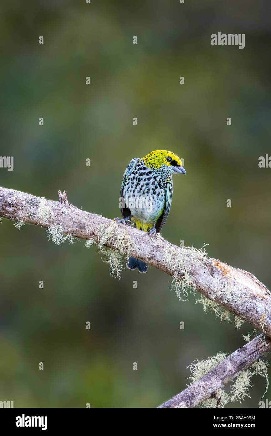 A speckled tanager (Tangara guttata) perched on a branch in the cloudforest of Costa Rica. Stock Photo