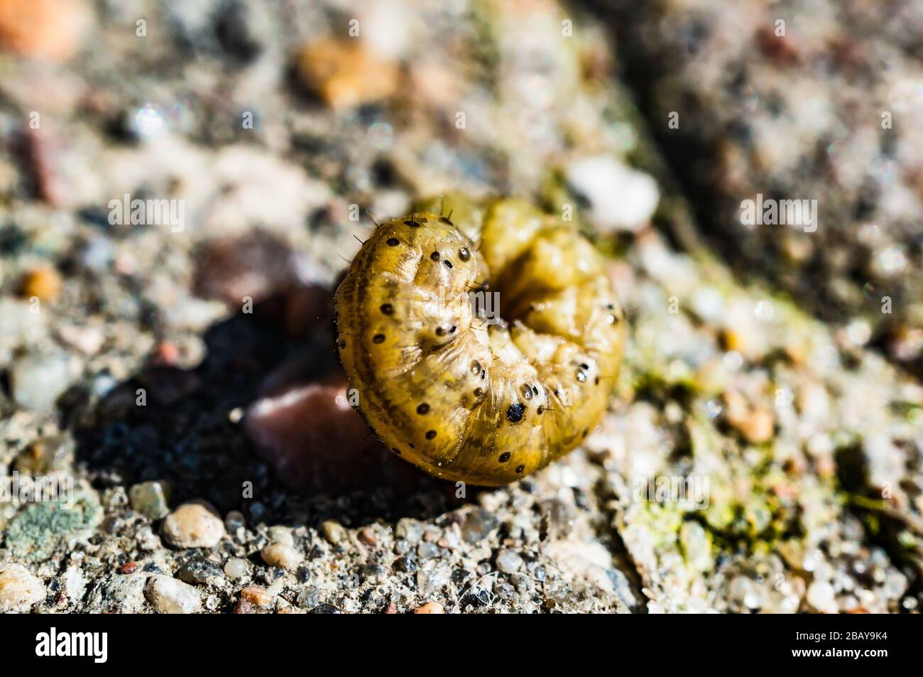 Curled up worm hires stock photography and images Alamy