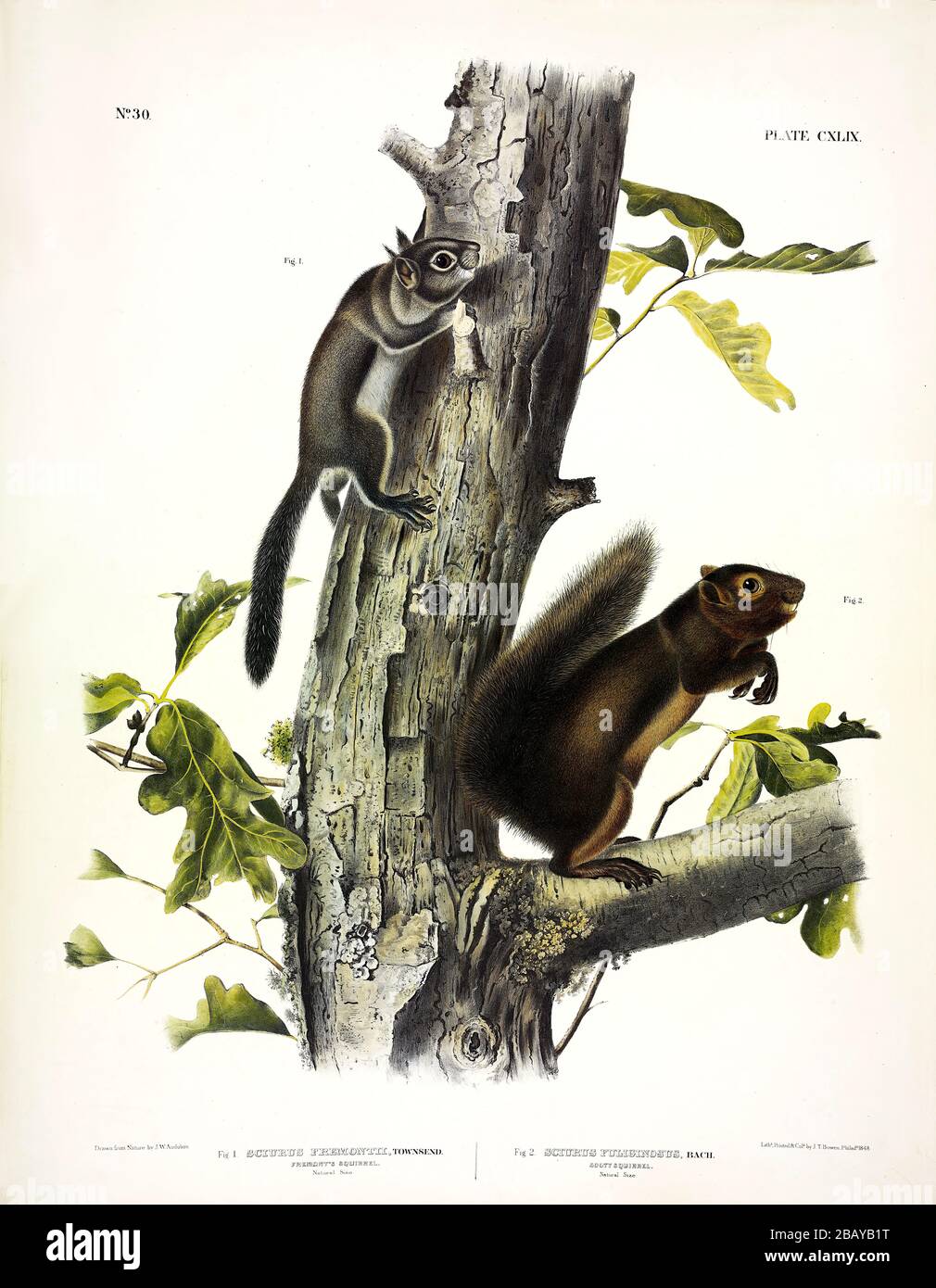 Plate 149 Fremont's Squirrel, Sooty Squirrel from The Viviparous Quadrupeds of North America, John James Audubon, High resolution quality edited image Stock Photo