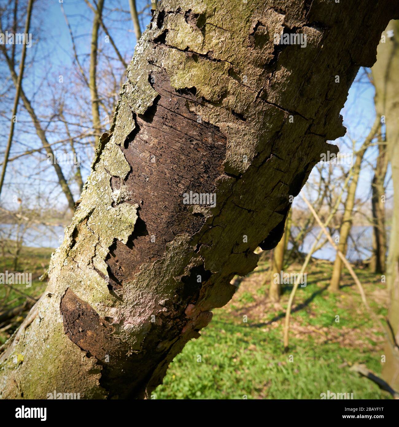 Dead sycamore maple in Magdeburg with symptoms of sooty bark disease caused by the fungus Cryptostroma corticale Stock Photo