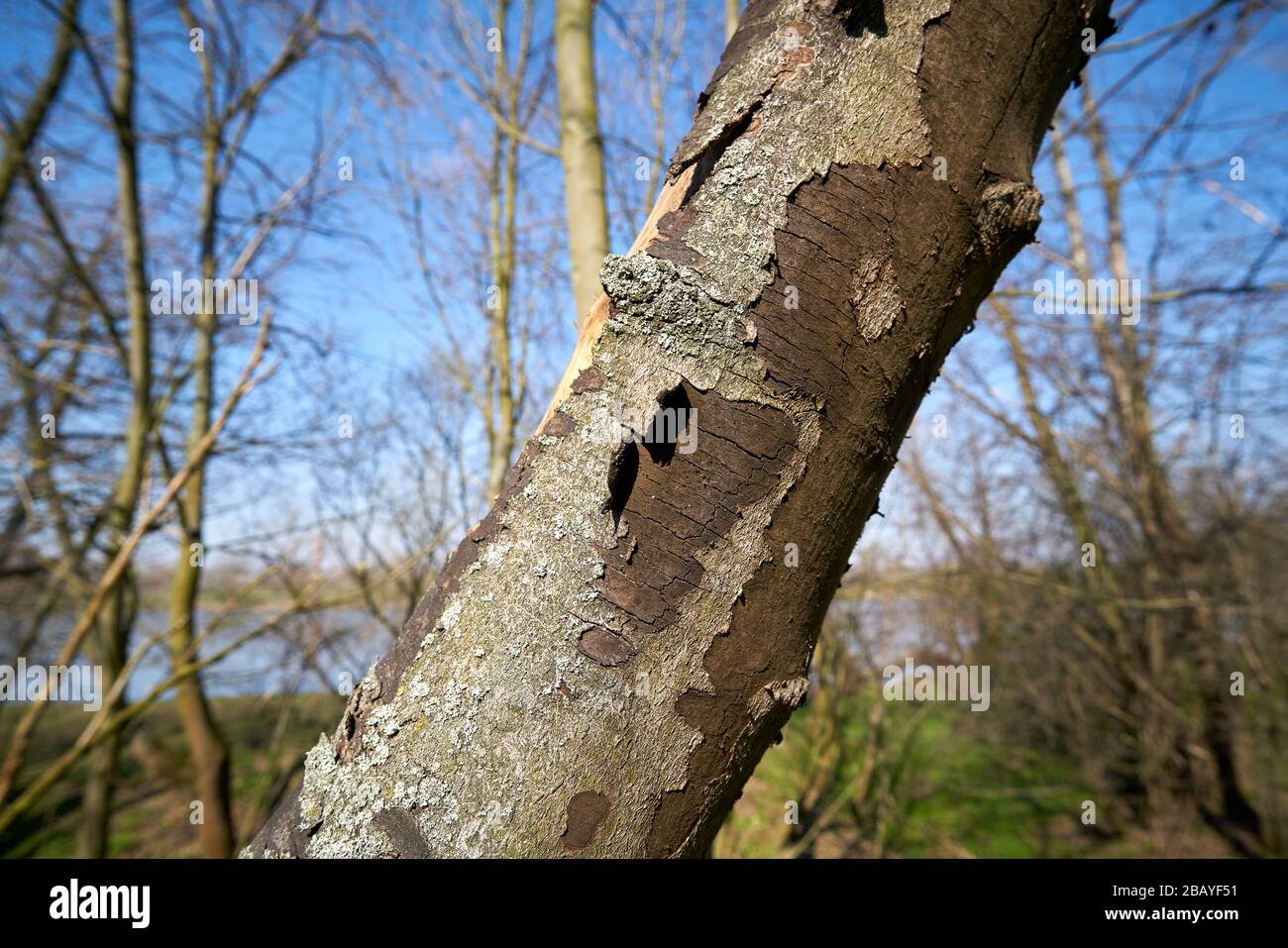 Dead sycamore maple in Magdeburg with symptoms of sooty bark disease caused by the fungus Cryptostroma corticale Stock Photo