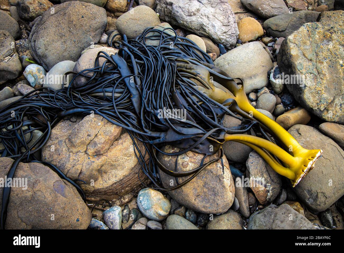 Southern Bull Kelp seaweed washed up on the beach at Curio Bay