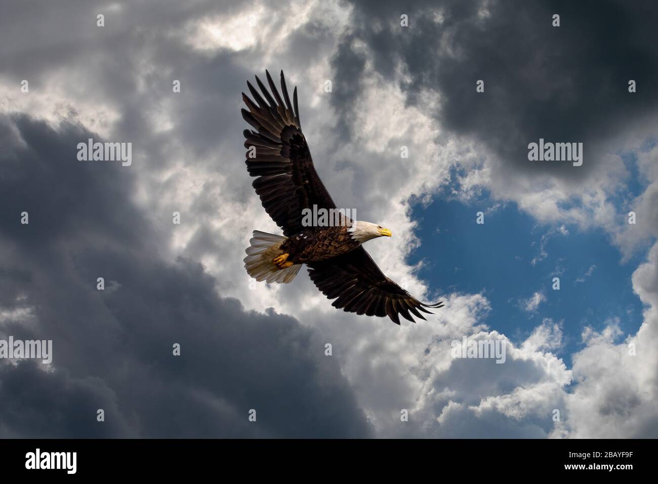 Bald Eagle flying against a cloudy sky. Stock Photo