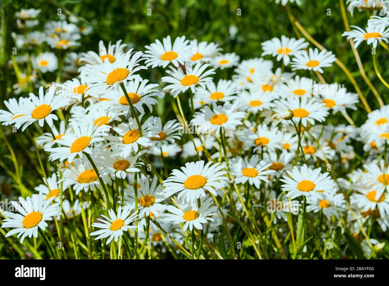 Summer sunny day on blooming white daisy flowers meadow Stock Photo - Alamy