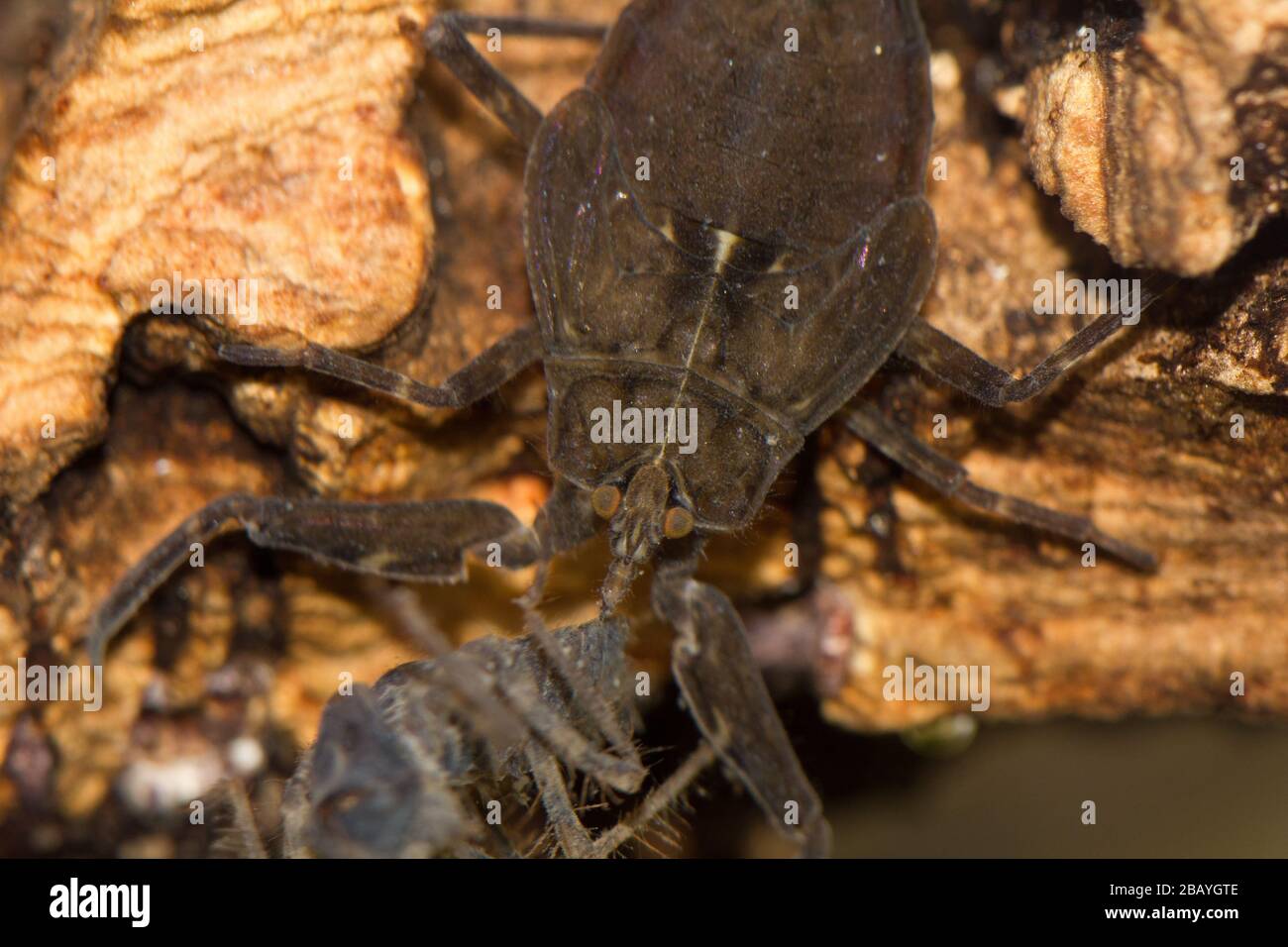 Water scorpion with prey (Nepa cinerea) Stock Photo