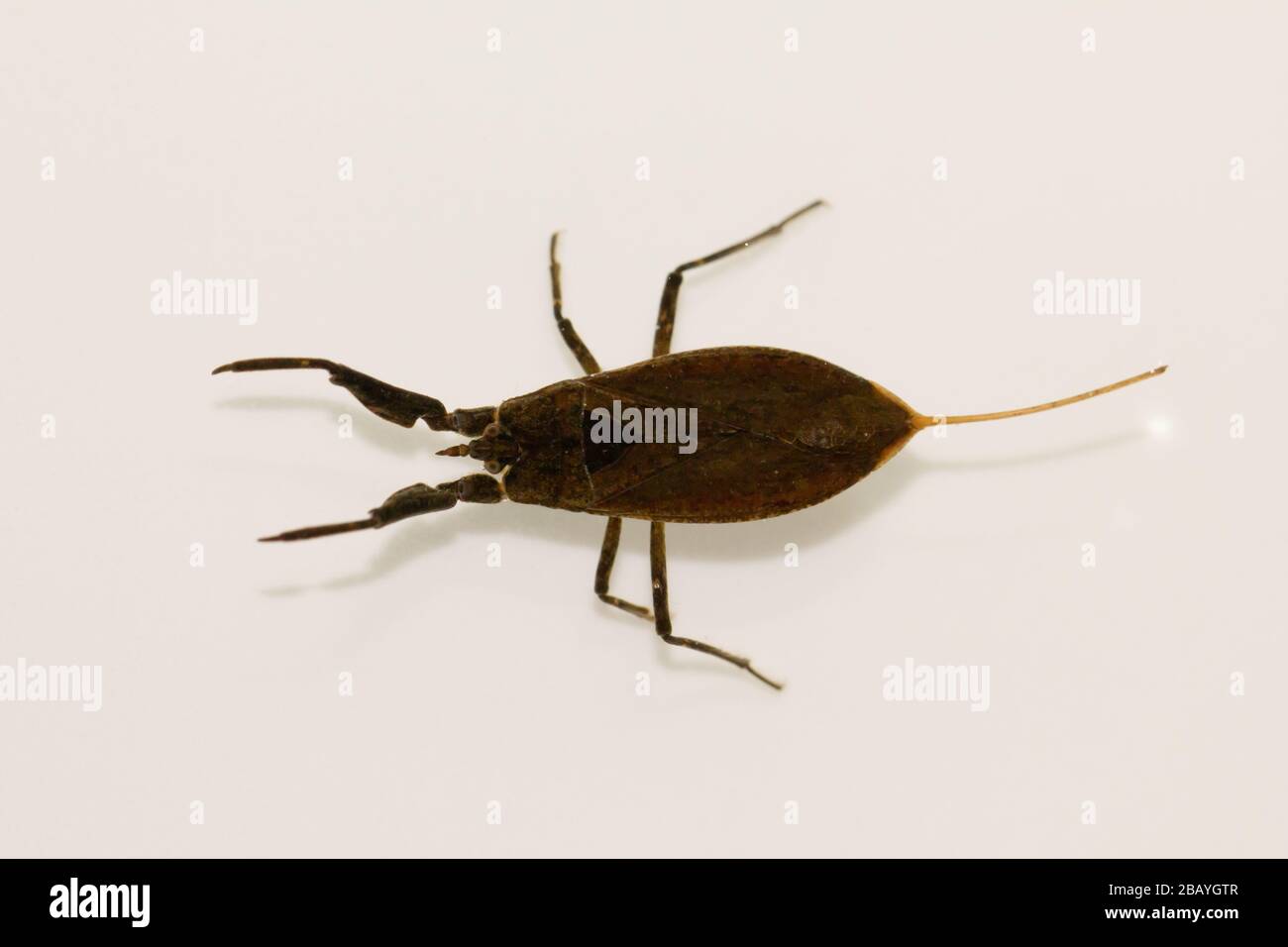 Water scorpion (Nepa cinerea) Stock Photo