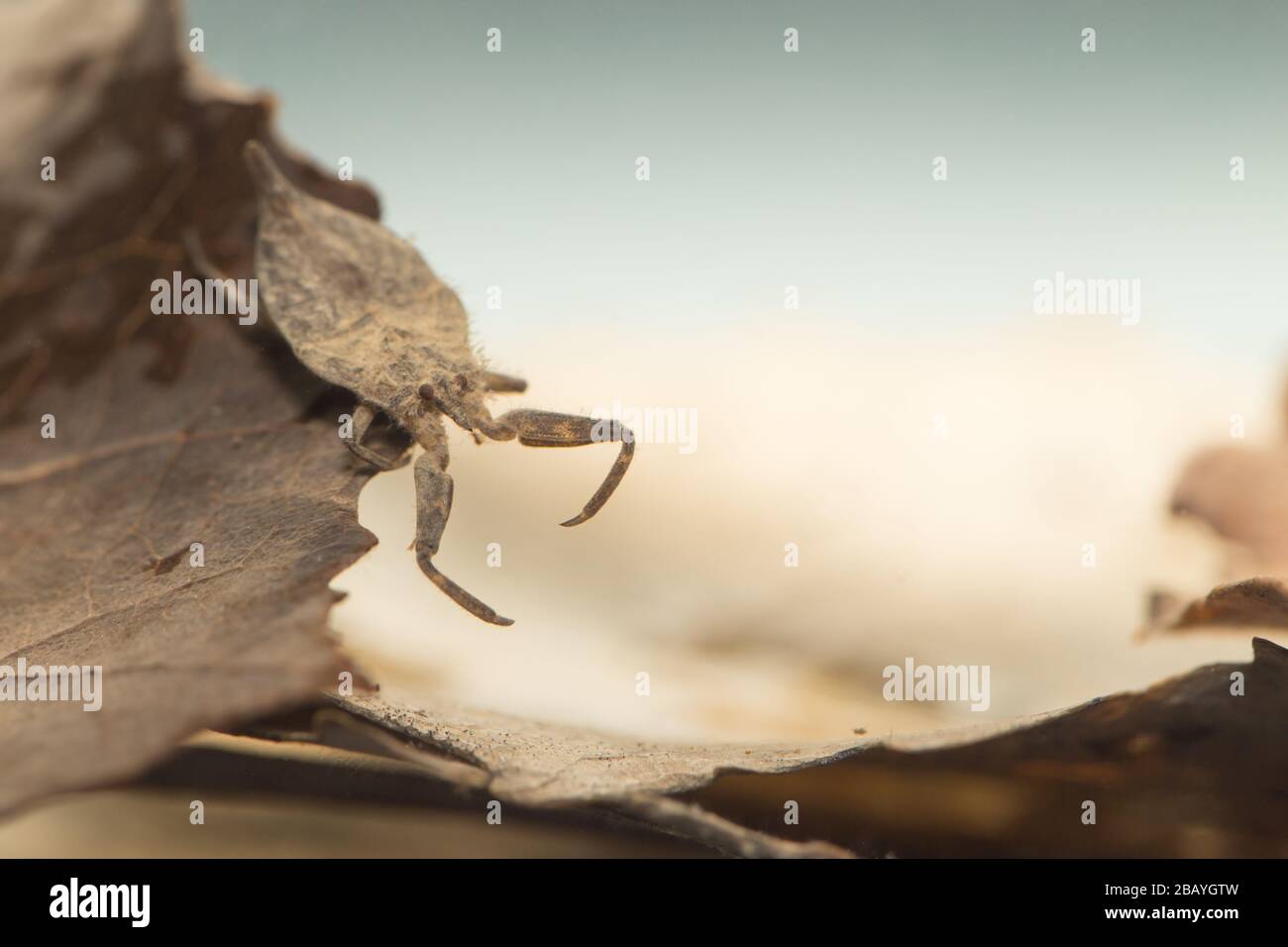 Water scorpion (Nepa cinerea) Stock Photo