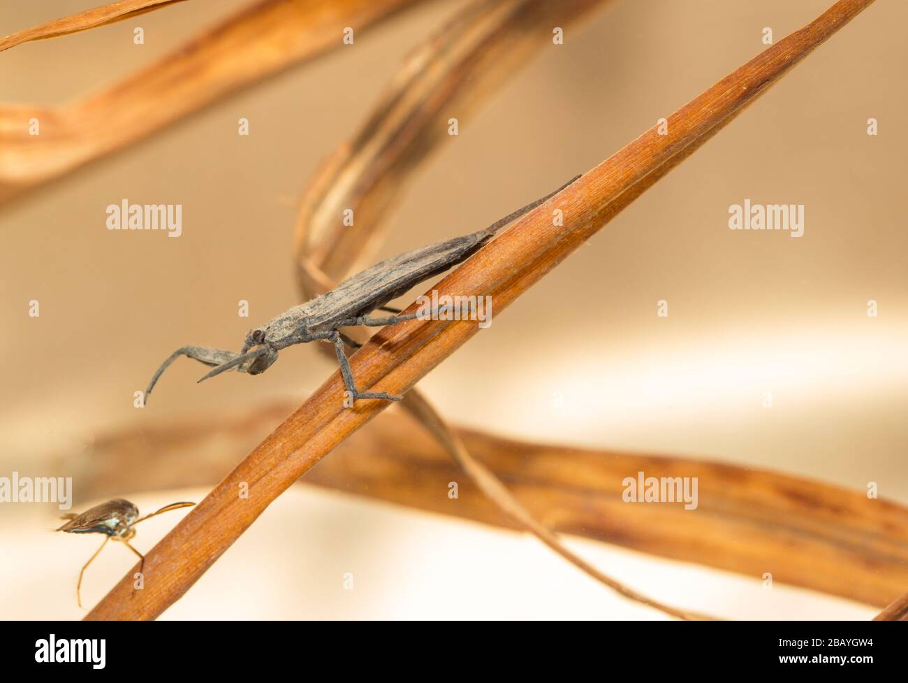 Water scorpion with prey (Nepa cinerea) Stock Photo