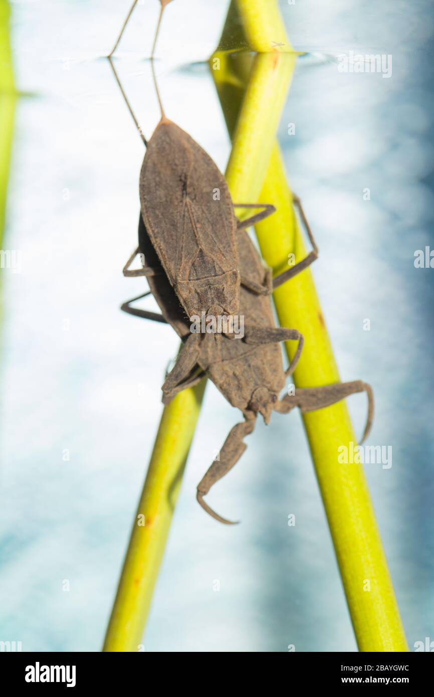 Water scorpion mating (Nepa cinerea) Stock Photo