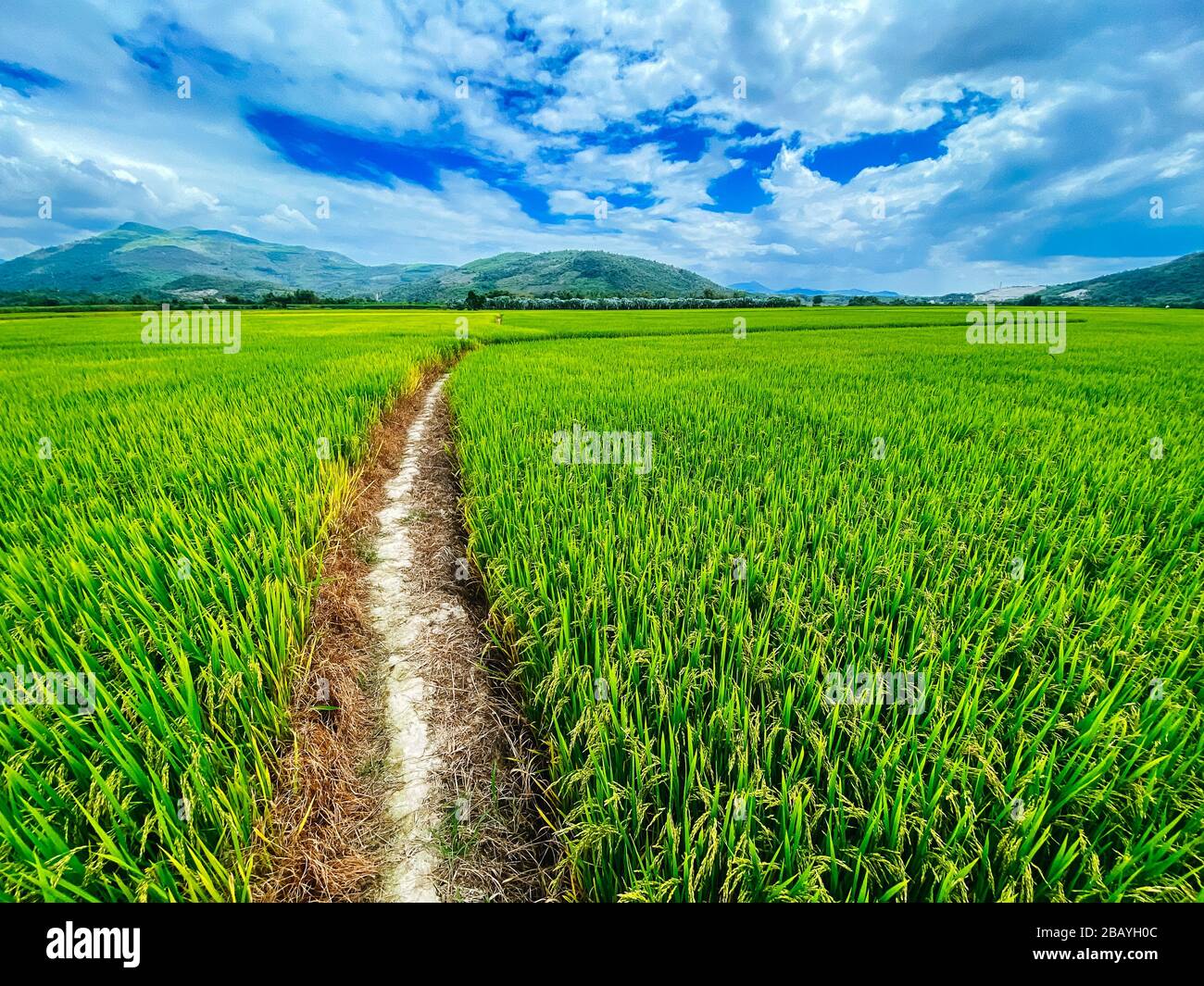 Rice field, green rice sprouts in the meadow. Young green rice. Farmland. Mountain view, agriculture in Asia. Stock Photo