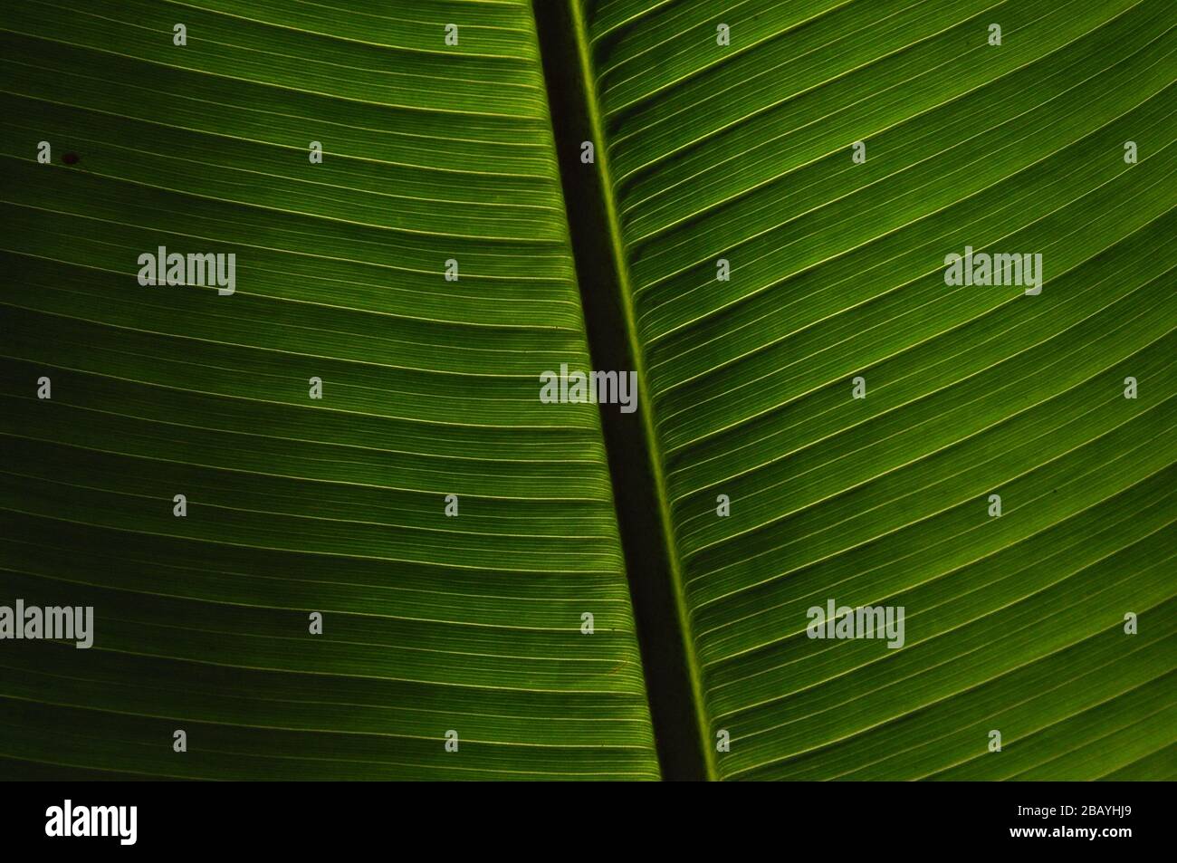 Leaves of tropical plants growing in the jungle. Details of the innervation of the leaf blade. Nerves and connections of green elements. Carbon absorp Stock Photo