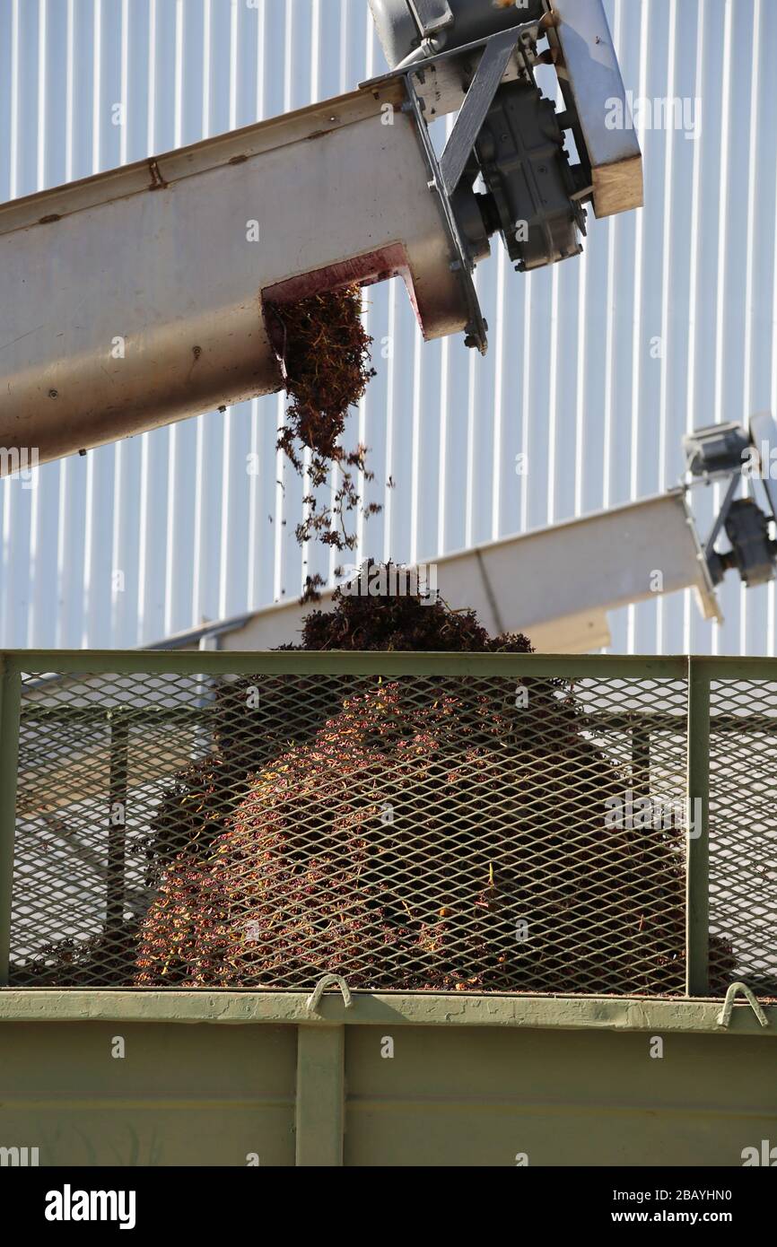 Separating Grapes and stems for wine production Stock Photo