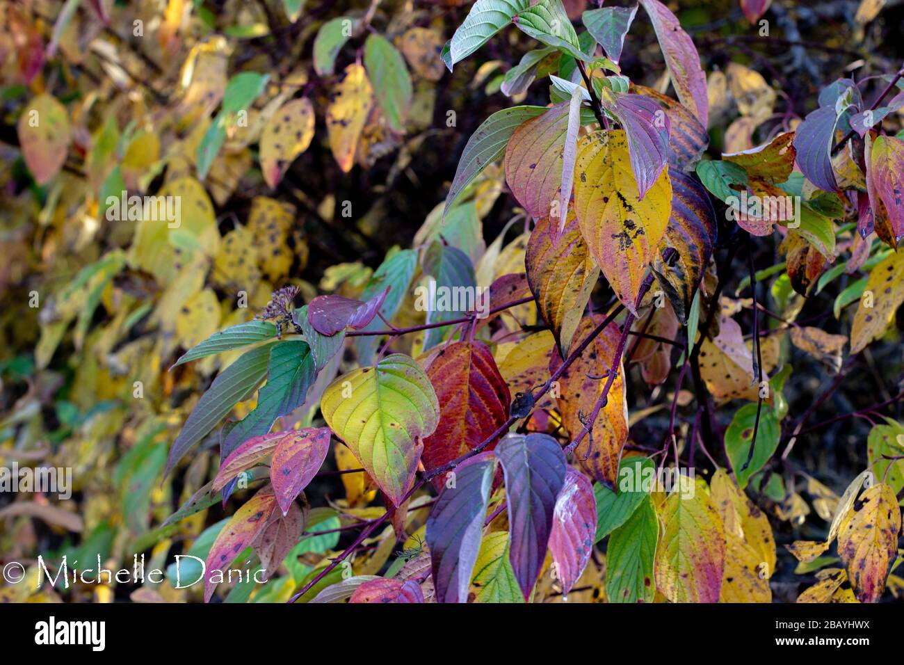 Canada Autumn Leaves. Rainbow Earth. Stock Photo