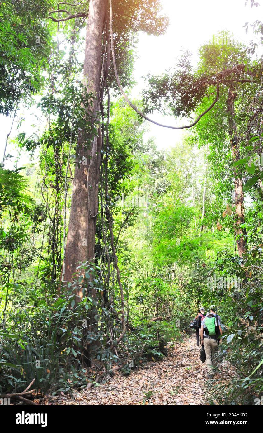 Jungle greens hi-res stock photography and images - Alamy