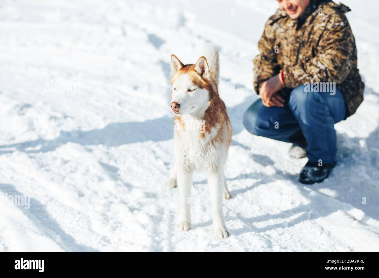 Husky dog. Wild Beauty siberiab husky dog portrait. Winter background Stock Photo