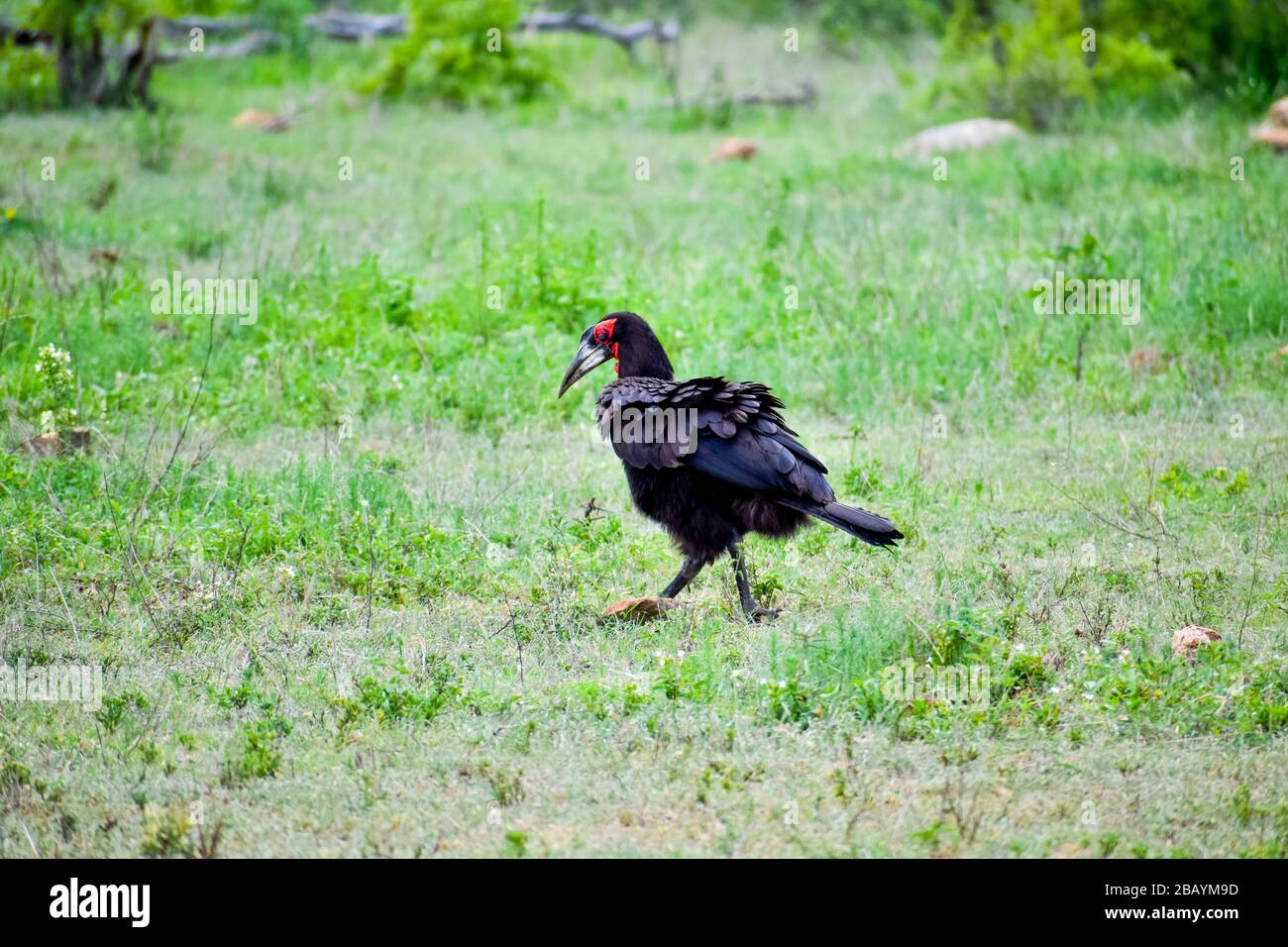 Southern ground hornbill Stock Photo
