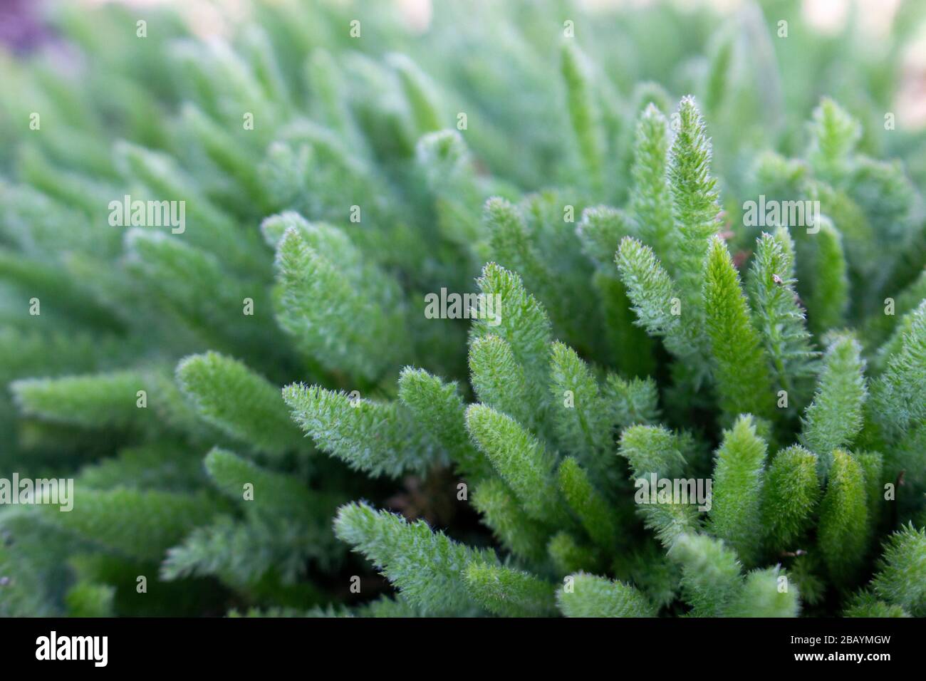 Young bush of yarrow, Achillea millefolium, medicinal plant, production of essential oil, use in liqueur products. Stock Photo