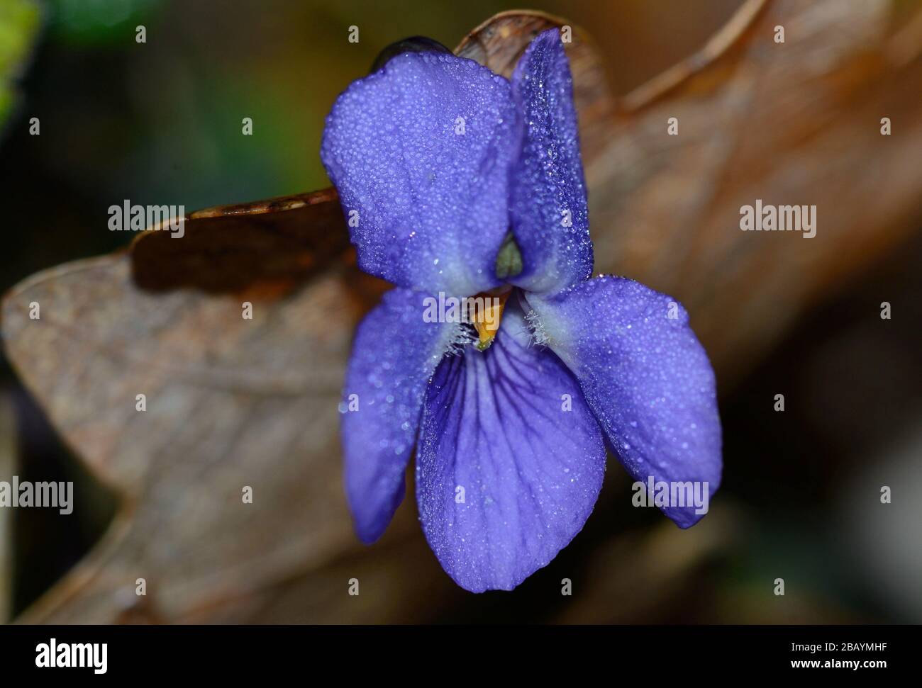 close-up ov purple violet flower on background of dry leaf Stock Photo