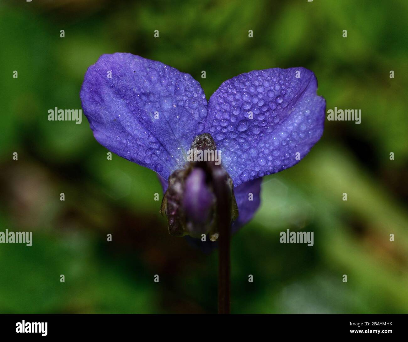 close-up ov purple violet flower on background of blurred green grass Stock Photo