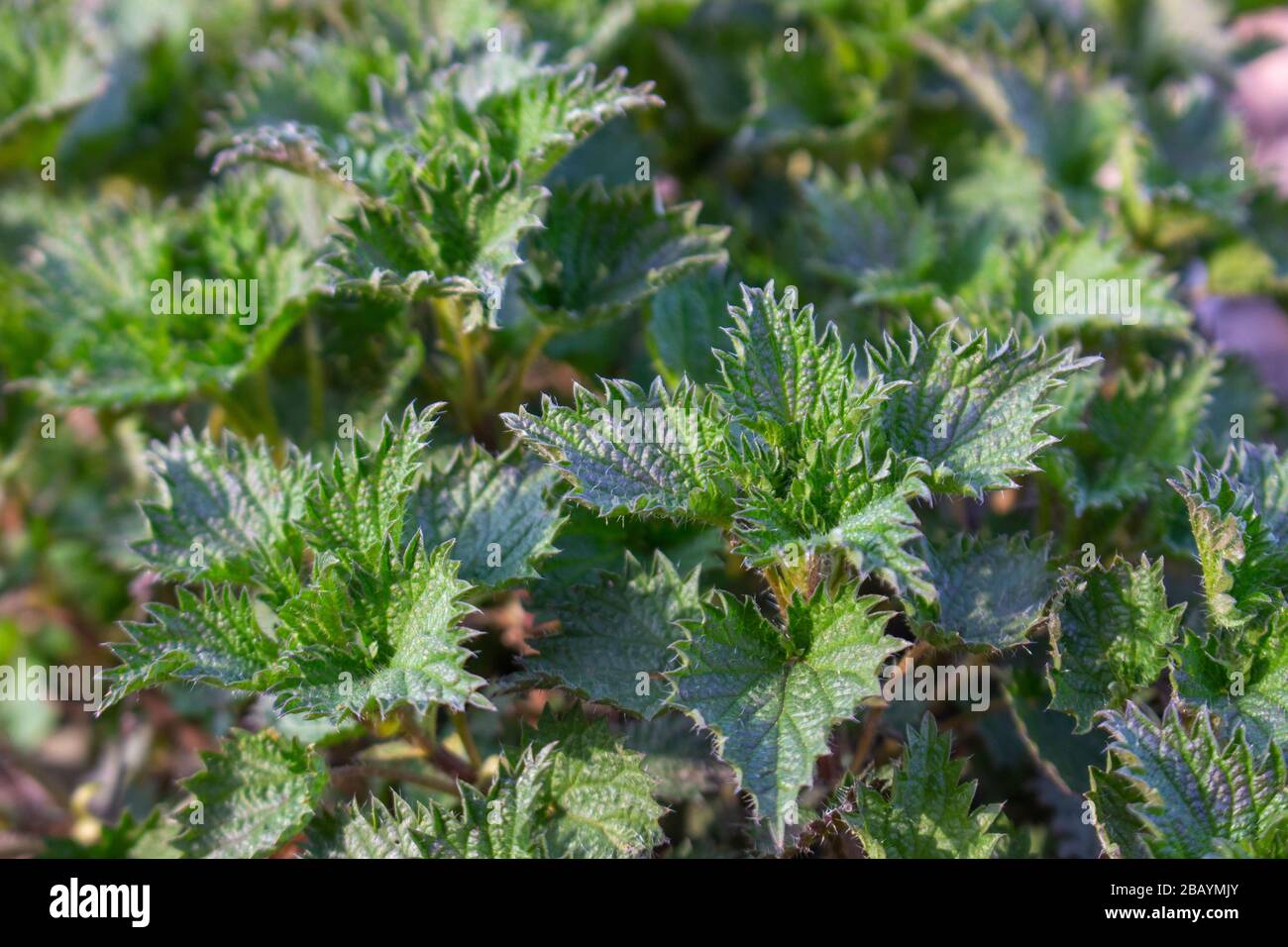 Stinging nettle, a medicinal plant that is used as a bleeding, diuretic, antipyretic, wound healing, antirheumatic agent. Stock Photo