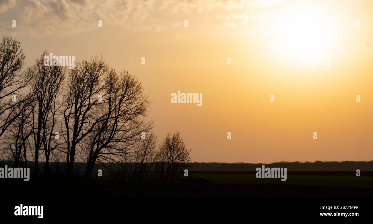 Tree silhouettes and bright orange evening sunlight. Stock Photo