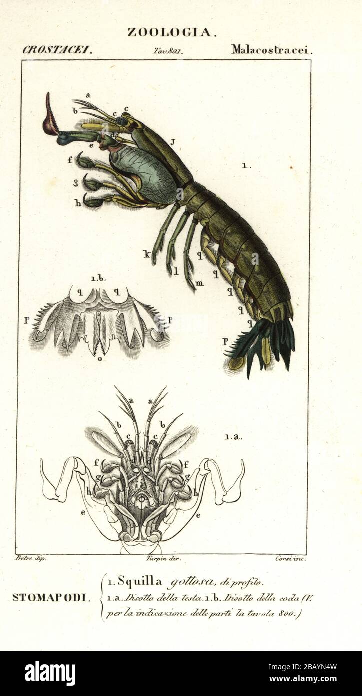 Mantis shrimp, Gonodactylus chiragra (Squilla gottosa). Handcoloured copperplate stipple engraving from Antoine Laurent de Jussieu's Dizionario delle Scienze Naturali, Dictionary of Natural Science, Florence, Italy, 1837. Illustration engraved by Corsi, drawn by Jean Gabriel Pretre and directed by Pierre Jean-Francois Turpin, and published by Batelli e Figli. Turpin (1775-1840) is considered one of the greatest French botanical illustrators of the 19th century. Stock Photo