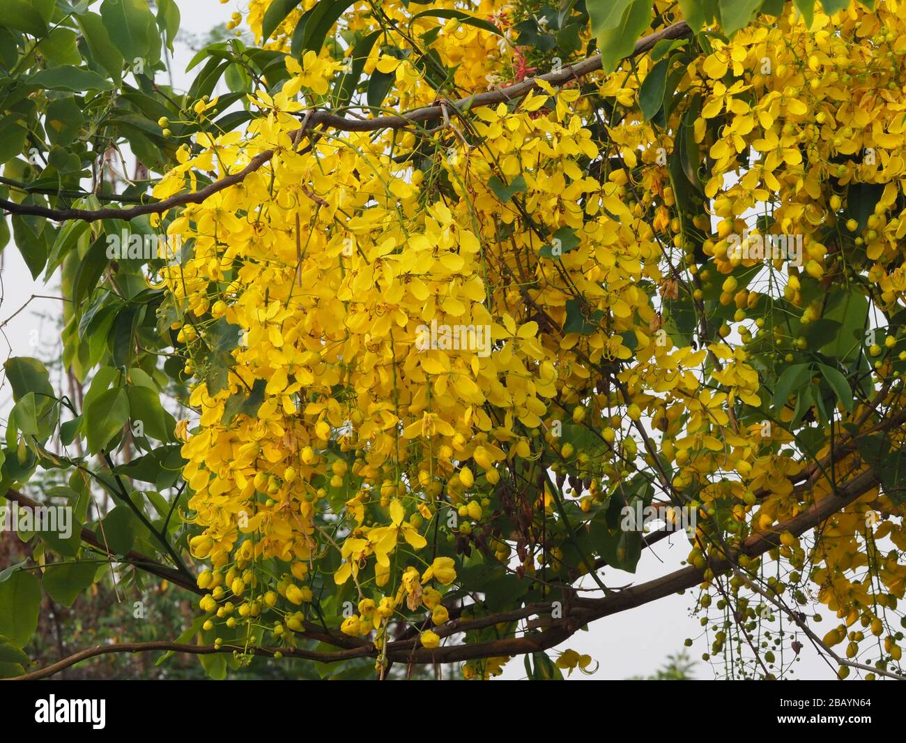 Golden shower tree hi-res stock photography and images - Page 3 - Alamy