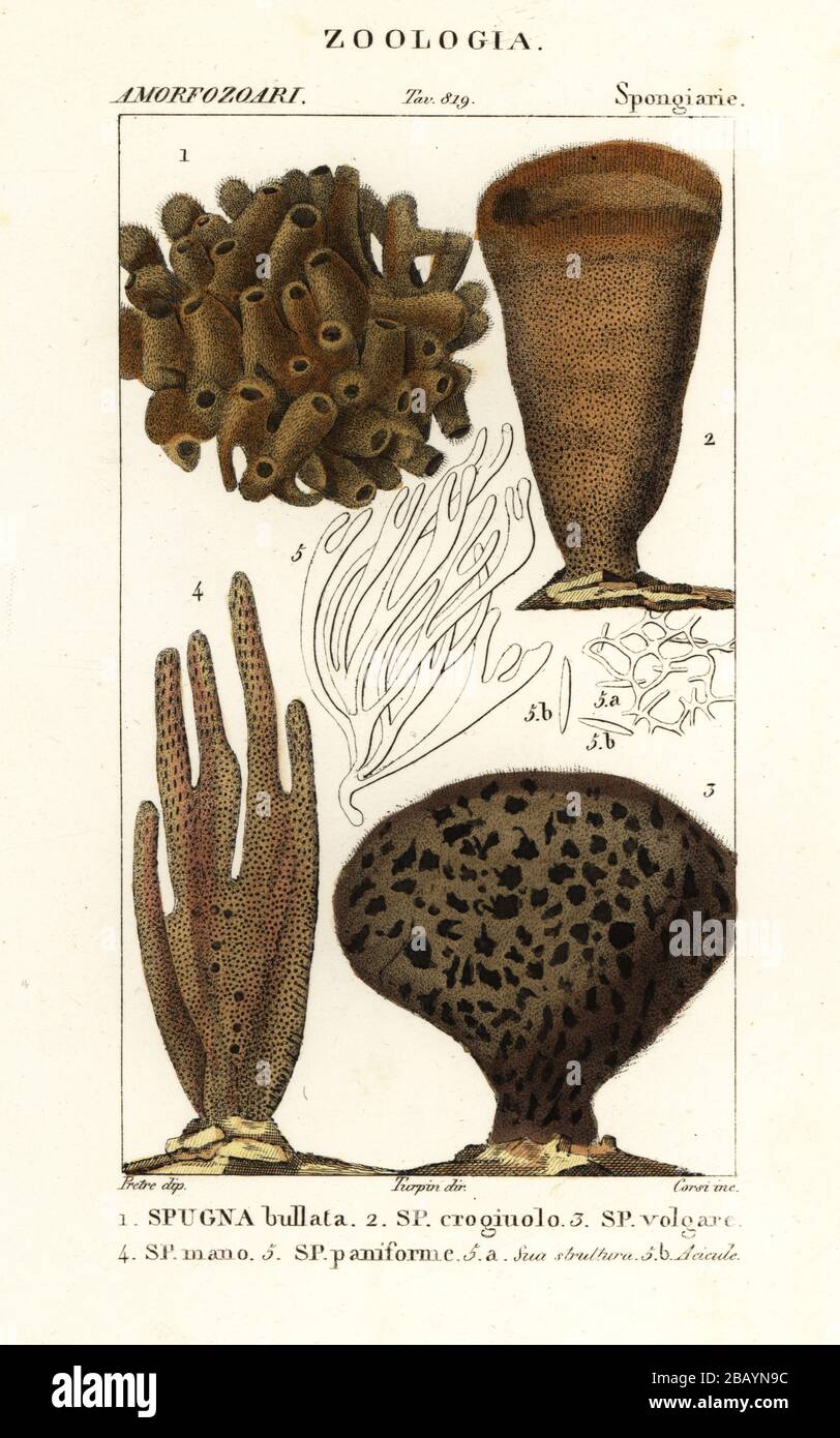 Species of marine demosponges and soft corals. Callyspongia bullata 1, Spongia crogiuolo 2, Spongia vulgare 3, Amphimedon complanata 4, Halichondria panicea 5. Spugna bullata, Spugna croginolo, Spugna volgare, Spugna mano, Spugna paniforme. Handcoloured copperplate stipple engraving from Antoine Laurent de Jussieu's Dizionario delle Scienze Naturali, Dictionary of Natural Science, Florence, Italy, 1837. Illustration engraved by Corsi, drawn by Jean Gabriel Pretre and directed by Pierre Jean-Francois Turpin, and published by Batelli e Figli. Turpin (1775-1840) is considered one of the greatest Stock Photo