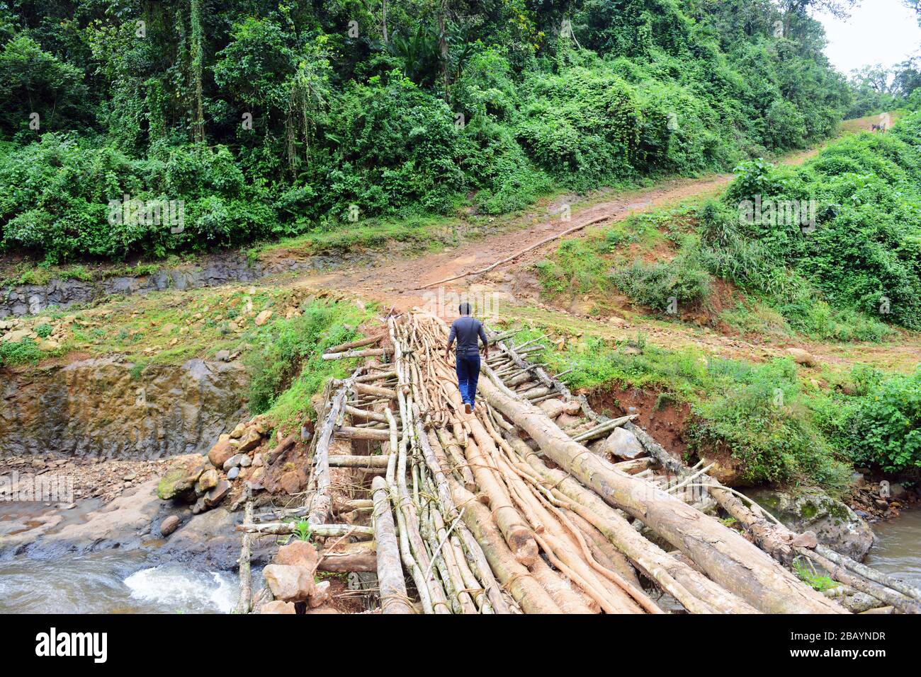 Crossing the wooden bridge in the Mankira wild coffee forest in the Kaffa region of Ethiopia. Stock Photo