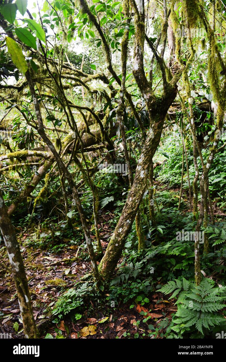 The mother coffee tree in Mankira coffee forest in the Kaffa region of Ethiopia. Stock Photo