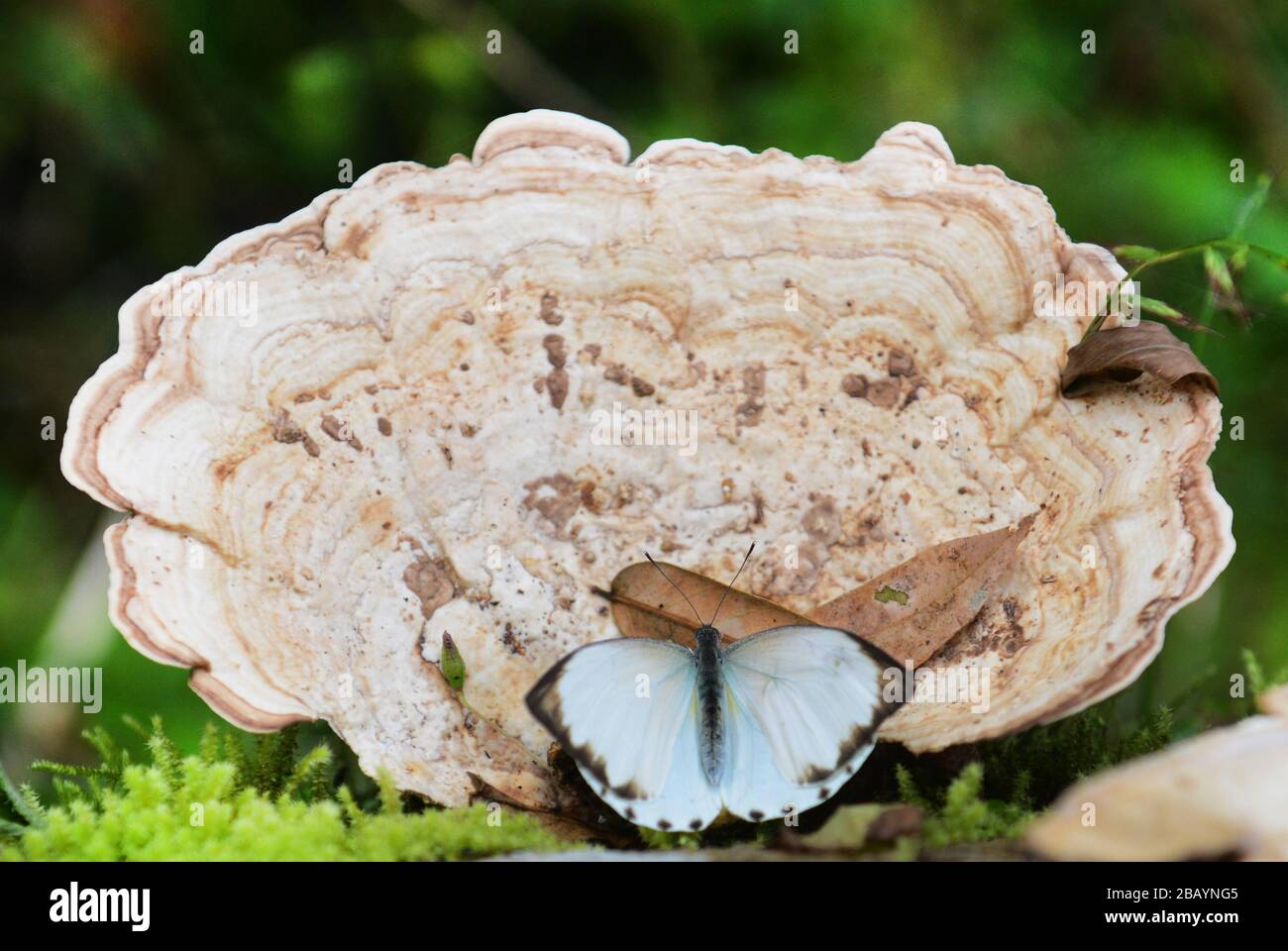 A giant tree fungus with a butterfly. Stock Photo