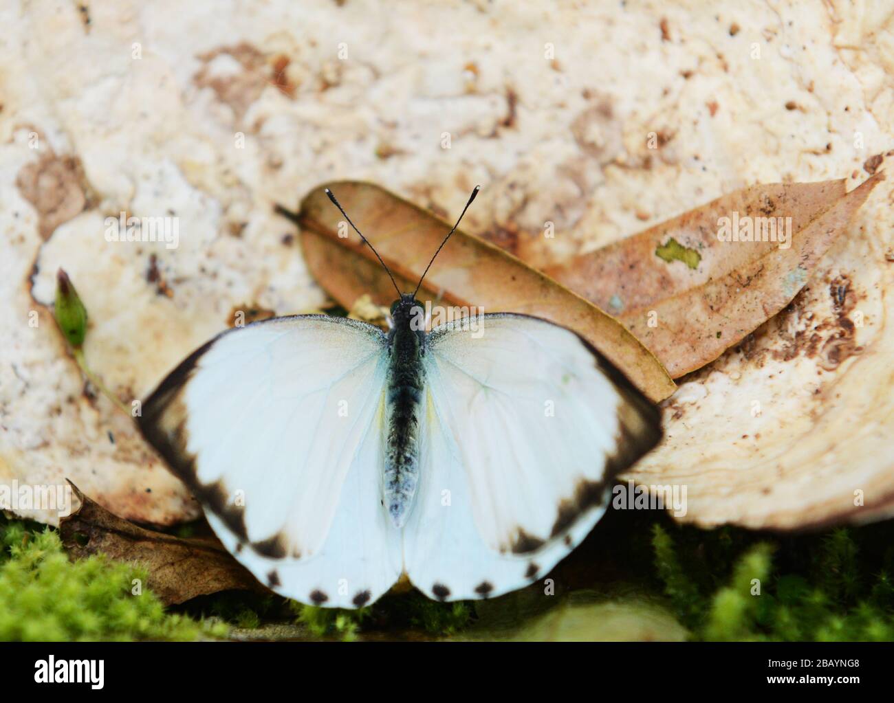 A giant tree fungus with a butterfly. Stock Photo