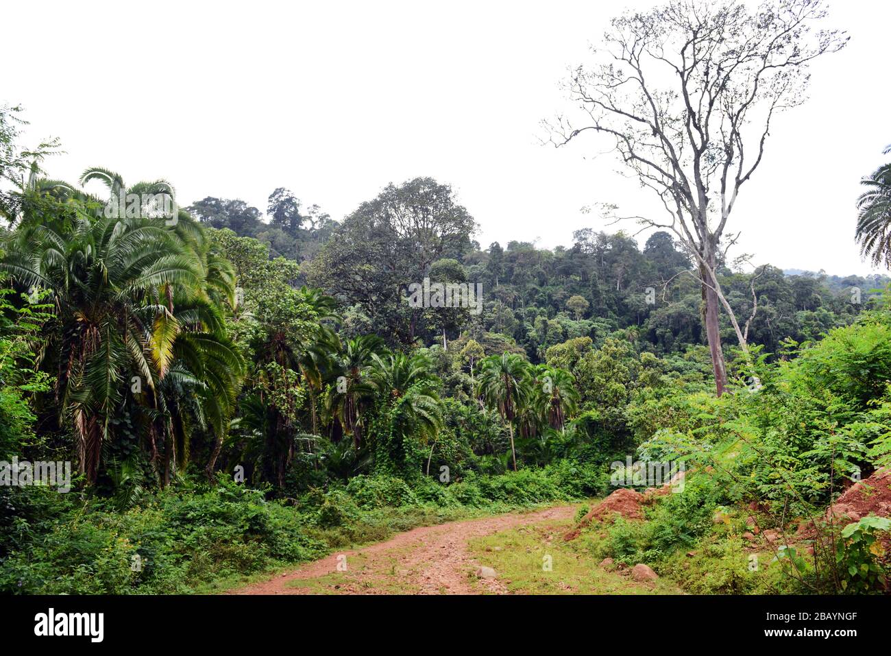 Hiking towards the Mankira mother coffee forest in the Kaffa region of Ethiopia. Stock Photo