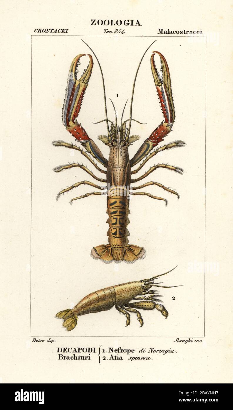 Norway lobster, Nephrops norvegicus 1, and shrimp, Atya scabra 2. Nefrope di Norvegia, Atia spinosa. Handcoloured copperplate stipple engraving from Antoine Laurent de Jussieu's Dizionario delle Scienze Naturali, Dictionary of Natural Science, Florence, Italy, 1837. Illustration engraved by Stanghi, drawn by Jean Gabriel Pretre, and published by Batelli e Figli. Stock Photo