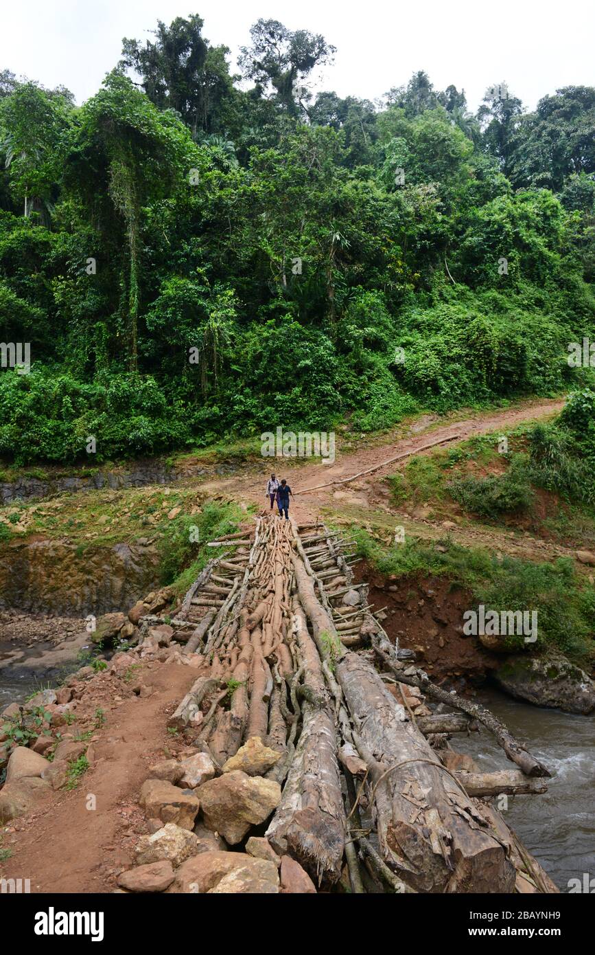 Crossing the wooden bridge in the Mankira wild coffee forest in the Kaffa region of Ethiopia. Stock Photo