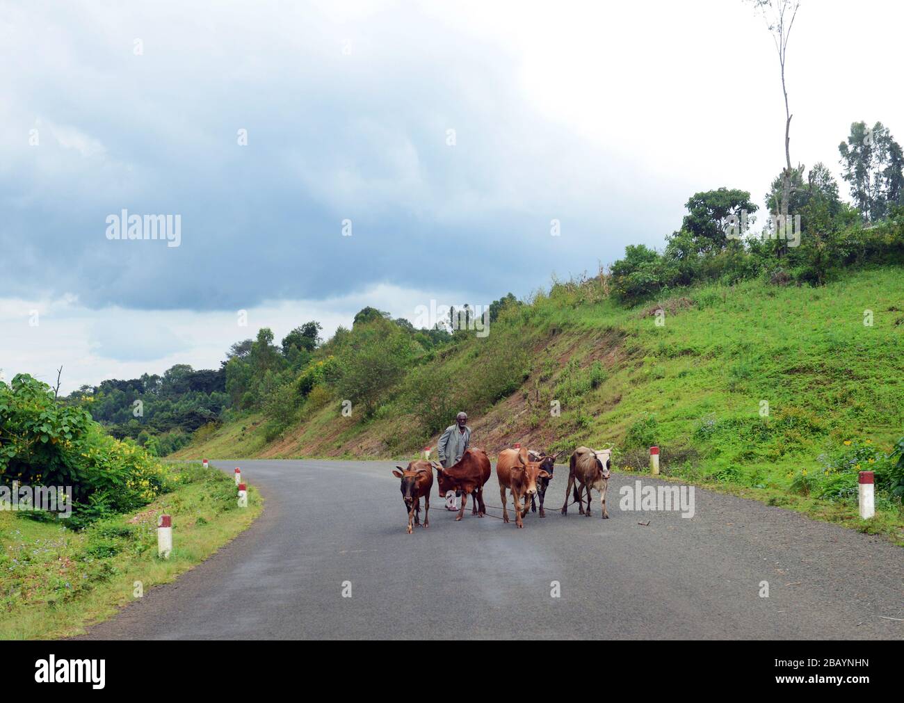 An Ethiopian man herding his cattle near Bonga, Ethiopia. Stock Photo