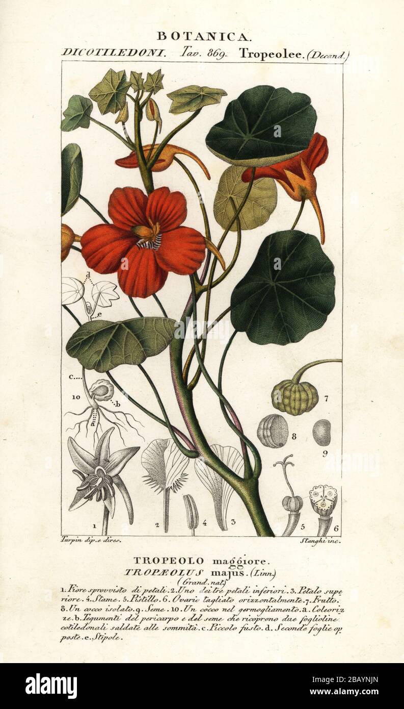 Garden nasturtium, Indian cress, or monks cress, Tropaeolum majus (Tropaeolus majus, Tropeolo maggiore). Handcoloured copperplate stipple engraving from Antoine Laurent de Jussieu's Dizionario delle Scienze Naturali, Dictionary of Natural Science, Florence, Italy, 1837. Illustration engraved by Stanghi, drawn and directed by Pierre Jean-Francois Turpin, and published by Batelli e Figli. Turpin (1775-1840) is considered one of the greatest French botanical illustrators of the 19th century. Stock Photo