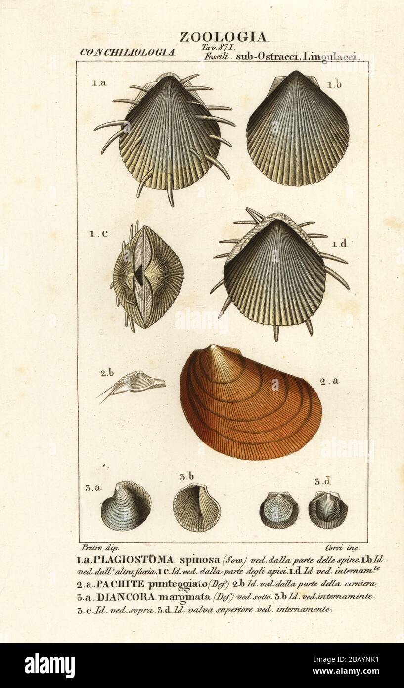 Fossils of extinct scallops. Spondylus spinosus 1, etc. Plagiostoma spinosa, Pachite punteggiato, Diancora marginata. Handcoloured copperplate stipple engraving from Antoine Laurent de Jussieu's Dizionario delle Scienze Naturali, Dictionary of Natural Science, Florence, Italy, 1837. Illustration engraved by Corsi, drawn by Jean Gabriel Pretre and published by Batelli e Figli. Stock Photo